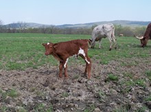 RHF Gingers Sharp Nutmeg 2018 bull