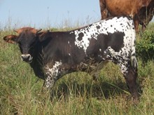 CALF 1086 BULL