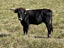 22-54 Steer