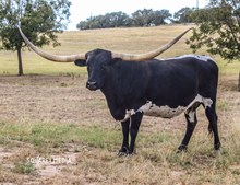 SNIPER'S NIGHT MIST CB