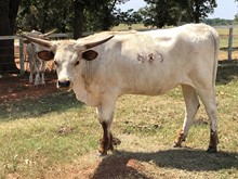 Tonka Heifer Calf