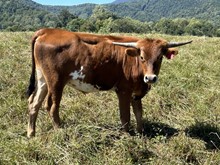 22-6 Steer