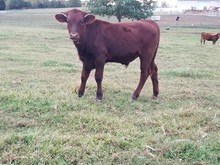 Rustic Money x Royal Ranger  Bull calf