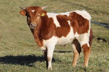 20-06 Steer