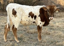22-8 Steer
