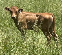 24-58 Steer