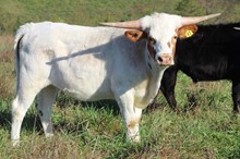 19-47 Steer