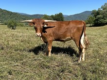 22-64 Steer