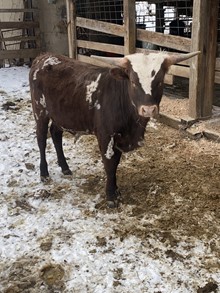 Frigg x Pay Line bull calf