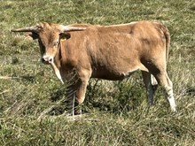 22-46 Steer