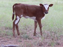 Pura Vida heifer #714