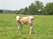 7LS Miss Pokey '10 Bull