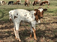 AF Ariel bull calf