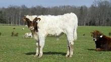 BH Treasure's Gold '10 bull