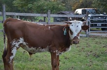 (Bull Calf) Outlawed X 7 Bar Rio Kaylee