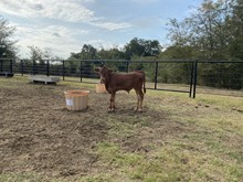 Chromed x River bull calf