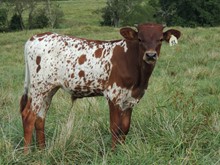 23-51 Steer