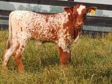 2023 Chromita Bull