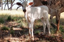 UNNAMED FLORA BUNDA HEIFER