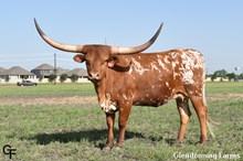 GF HENRIETTA KING