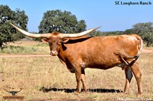 SEL LILLY QUEEN'S NOTCH