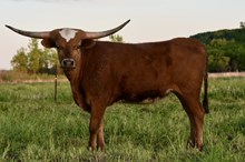 POR We Will Rock You