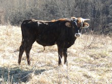 22-13 Steer