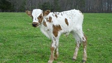 Diamond C Colette '11 bull