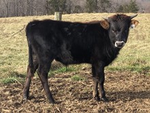 22-54 Steer