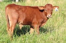 22-24 Steer