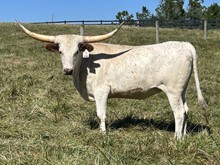 Rustic Shawnee