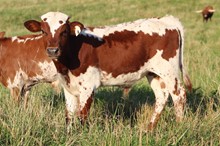 22-4 Steer