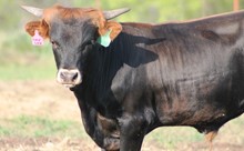 2019 Lacy Lou Bull