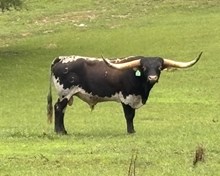 Lucksenuf Rustic Chrome