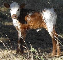 Strawberry Roses 2016 Bull Calf