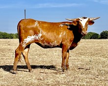 KCS Starlight