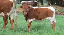 ZEUS MARGO X CHROMED STEER