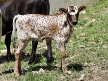 NOBLE DROP X DONT STOP BELIEVIN ‘25 HEIFER