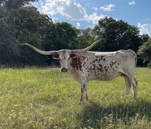 RESPECTABLE EQUALIZER with heifer calf