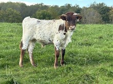 24-52 Steer