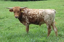 19-23 Steer