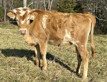 Rustic Ranch Girl