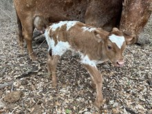 Bodacious 244 x Tejas Sue RL