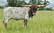 Rustic Hopeful