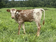 Rustic Raisin Cane