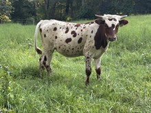 Rustic Magnificent