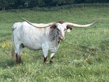 Just A Purdy Kat BCB