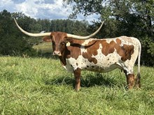 Rustic Luray