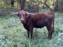 24-24 Steer