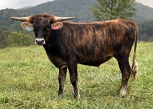 24-3 Steer